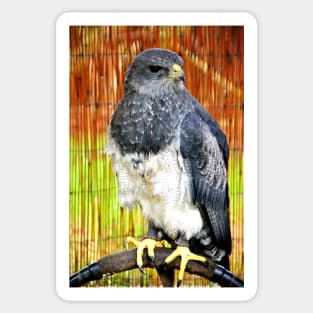 Chilean Eagle Black Chested Buzzard Sticker